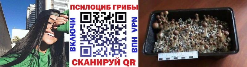 Псилоцибиновые грибы GOLDEN TEACHER  где продают наркотики  мега онион  Богородск 