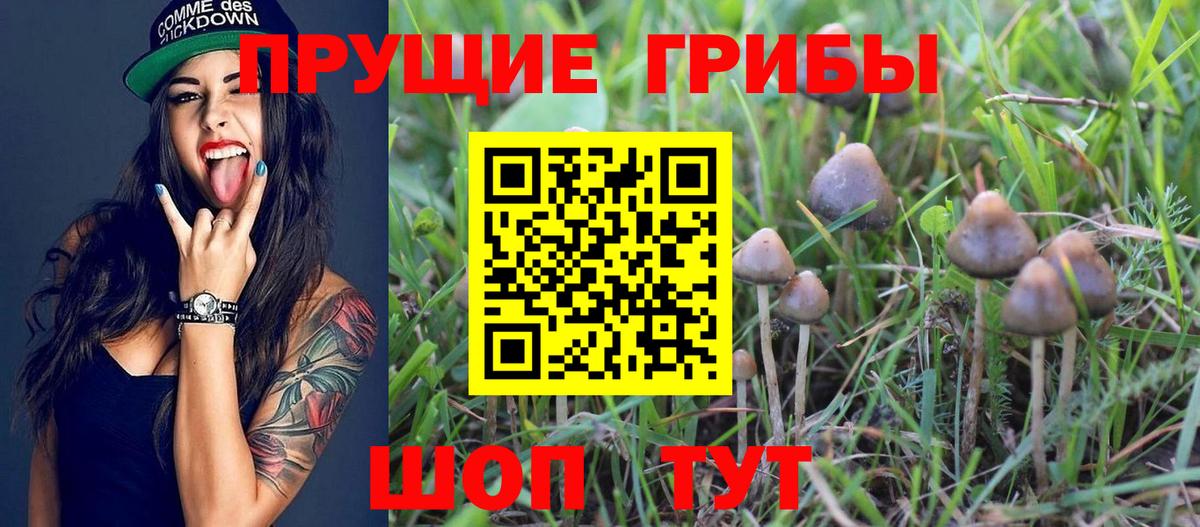 Псилоцибиновые грибы прущие грибы Богородск